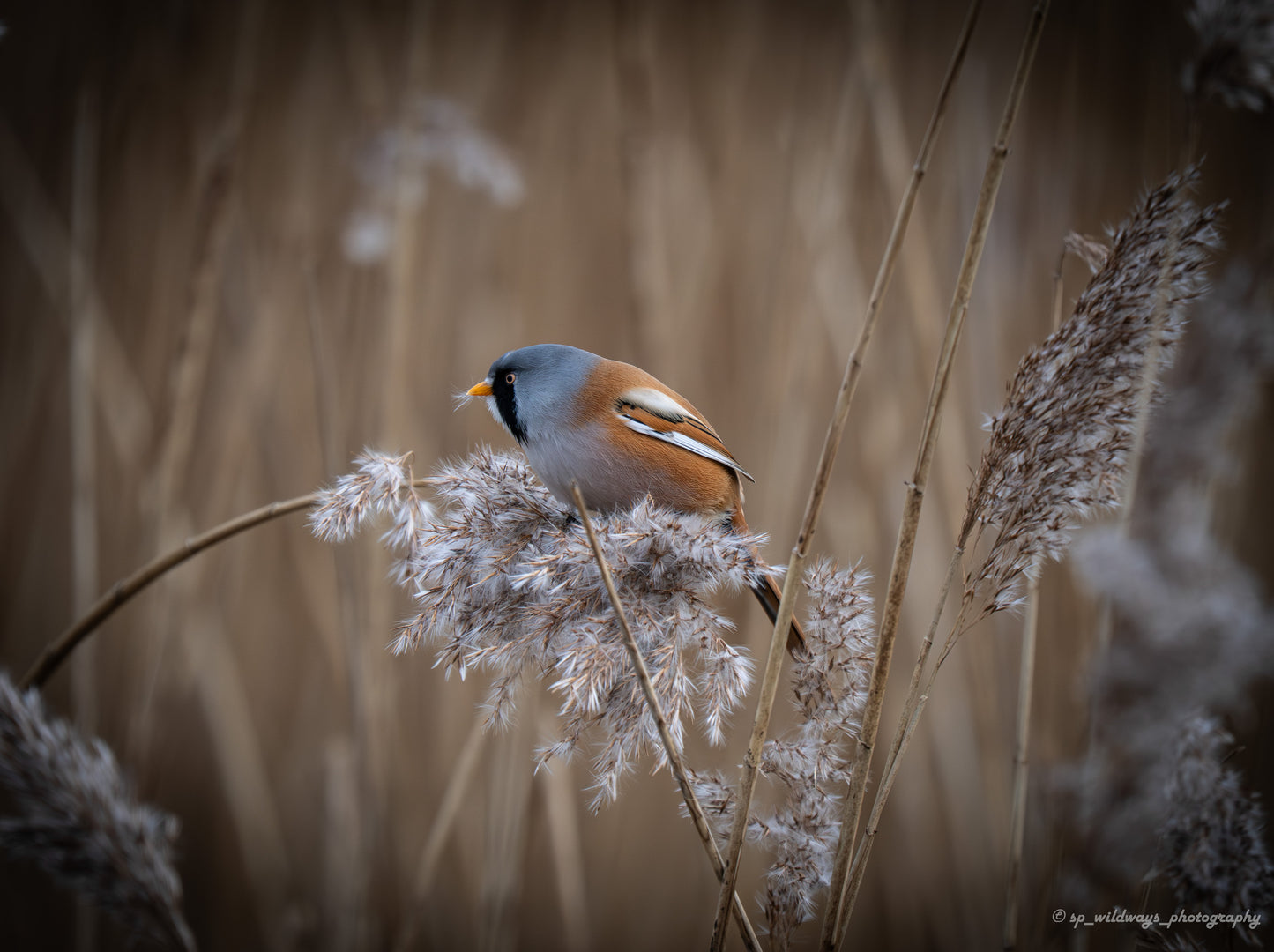Bearded tit among reeds in soft winter light