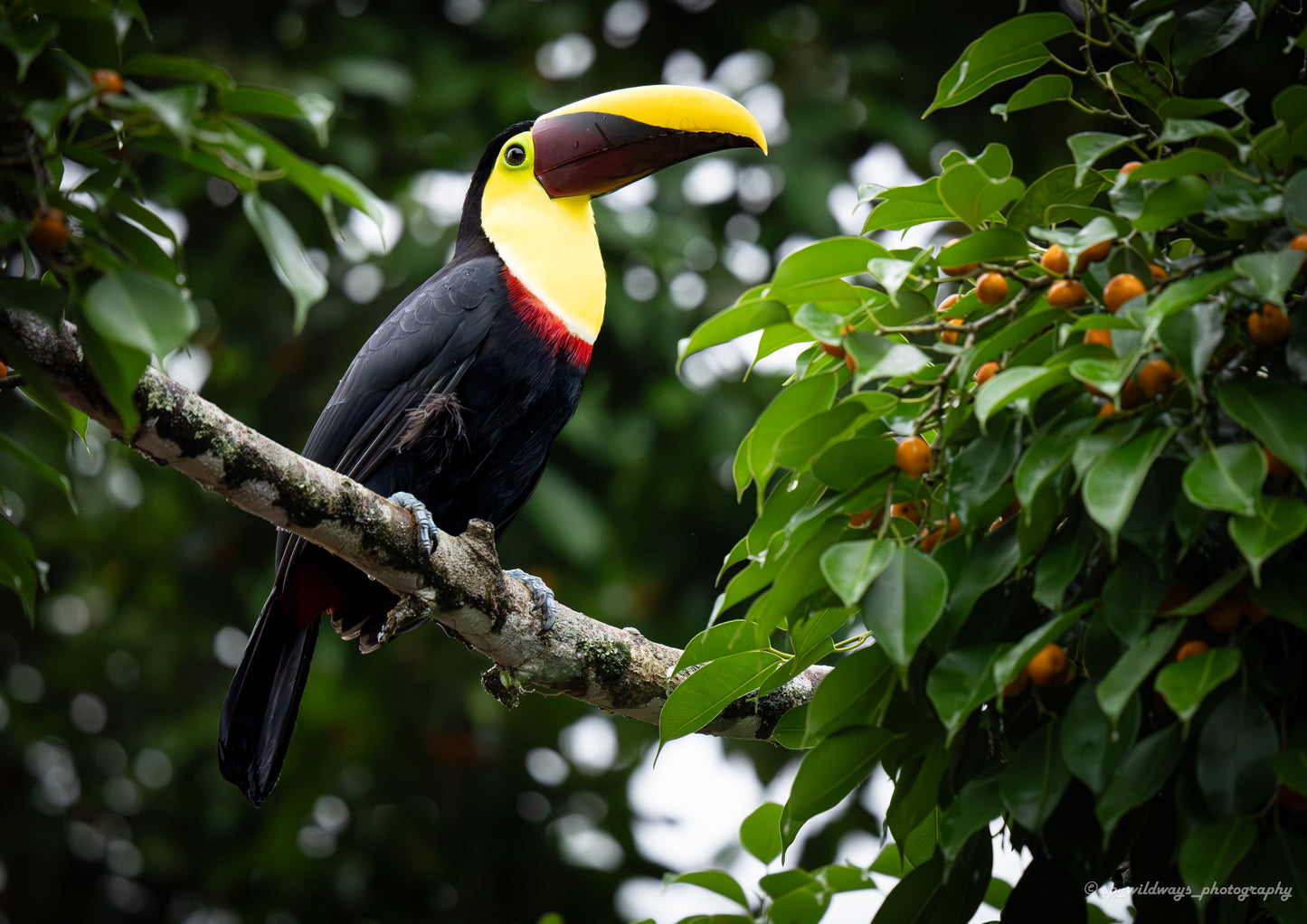 Black-mandibled toucan perched in rainforest light
