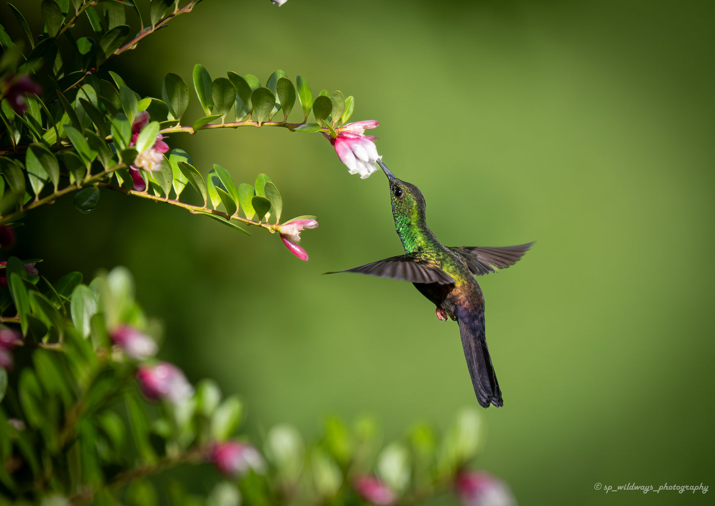 Red-footed plumeleteer hummingbird in natural light
