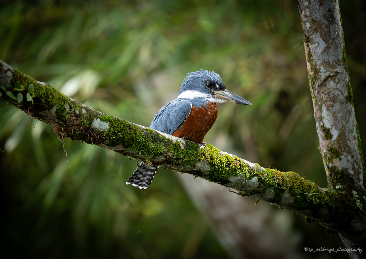 Ringed Kingfisher awaits patiently