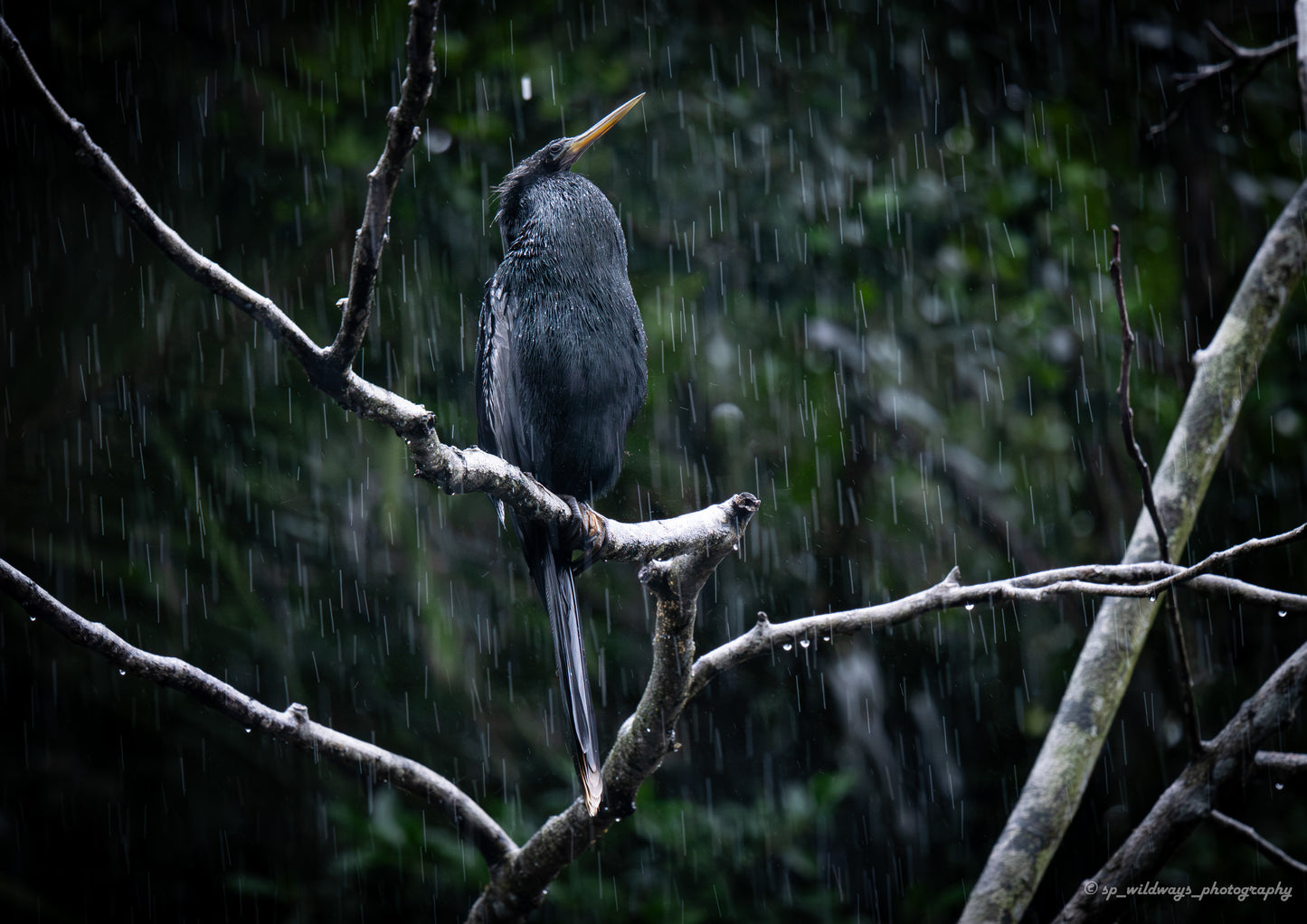 Anhinga perched in rain during low light conditions