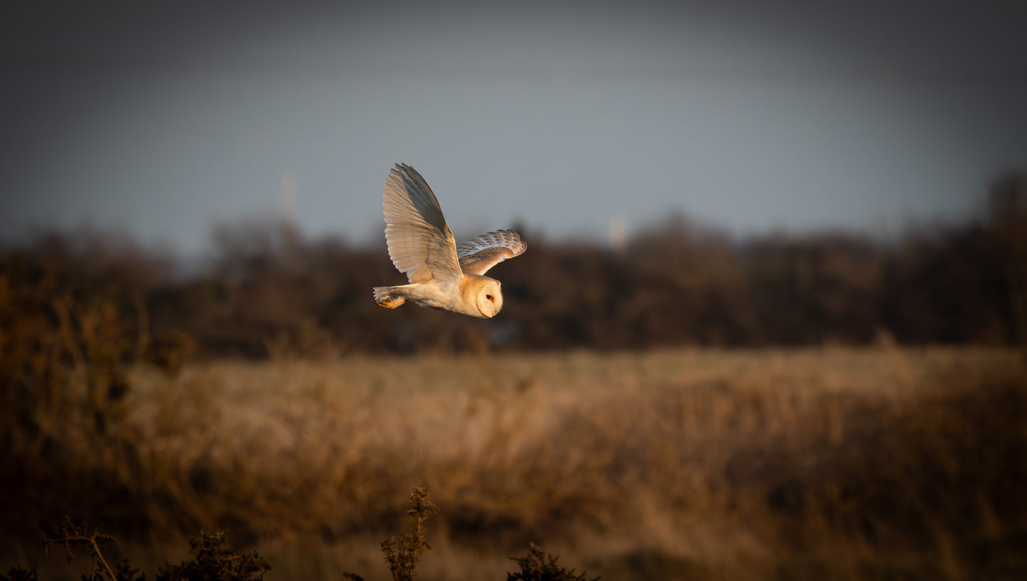 Barn owl in flight, photographed in natural light