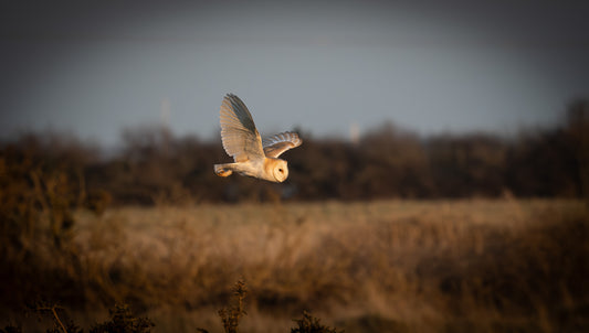 Barn owl in flight, photographed in natural light