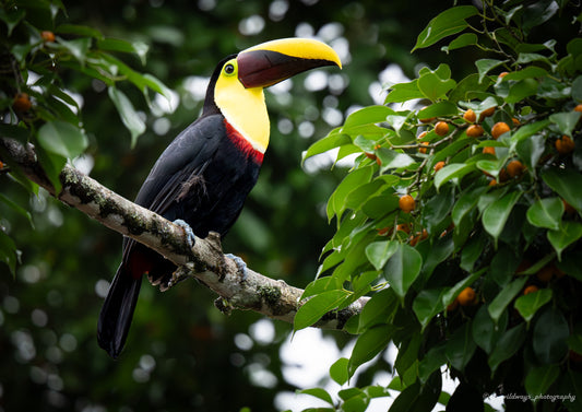 Black-mandibled toucan perched in rainforest light