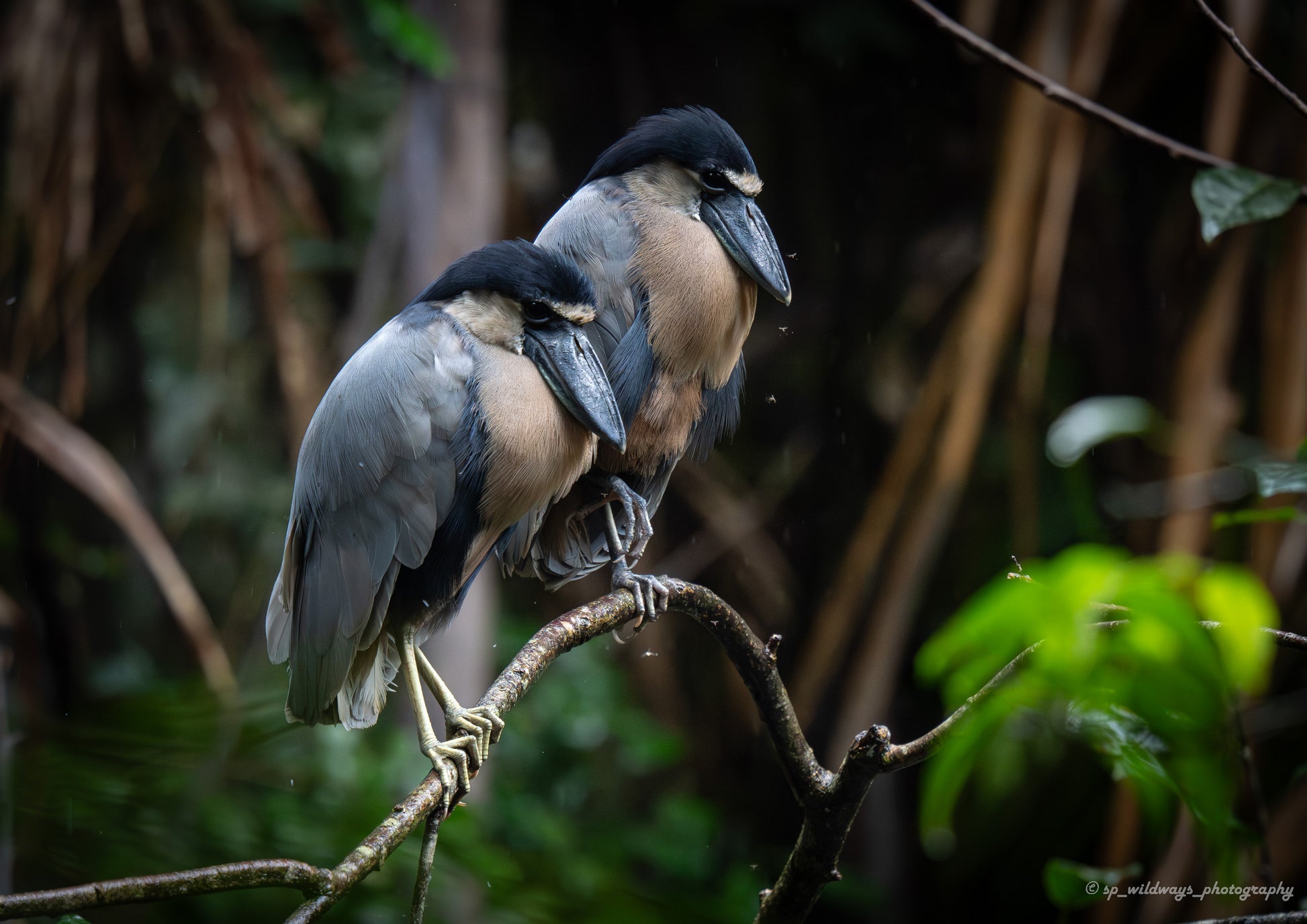 Broad billed Heron pair roosting in low light