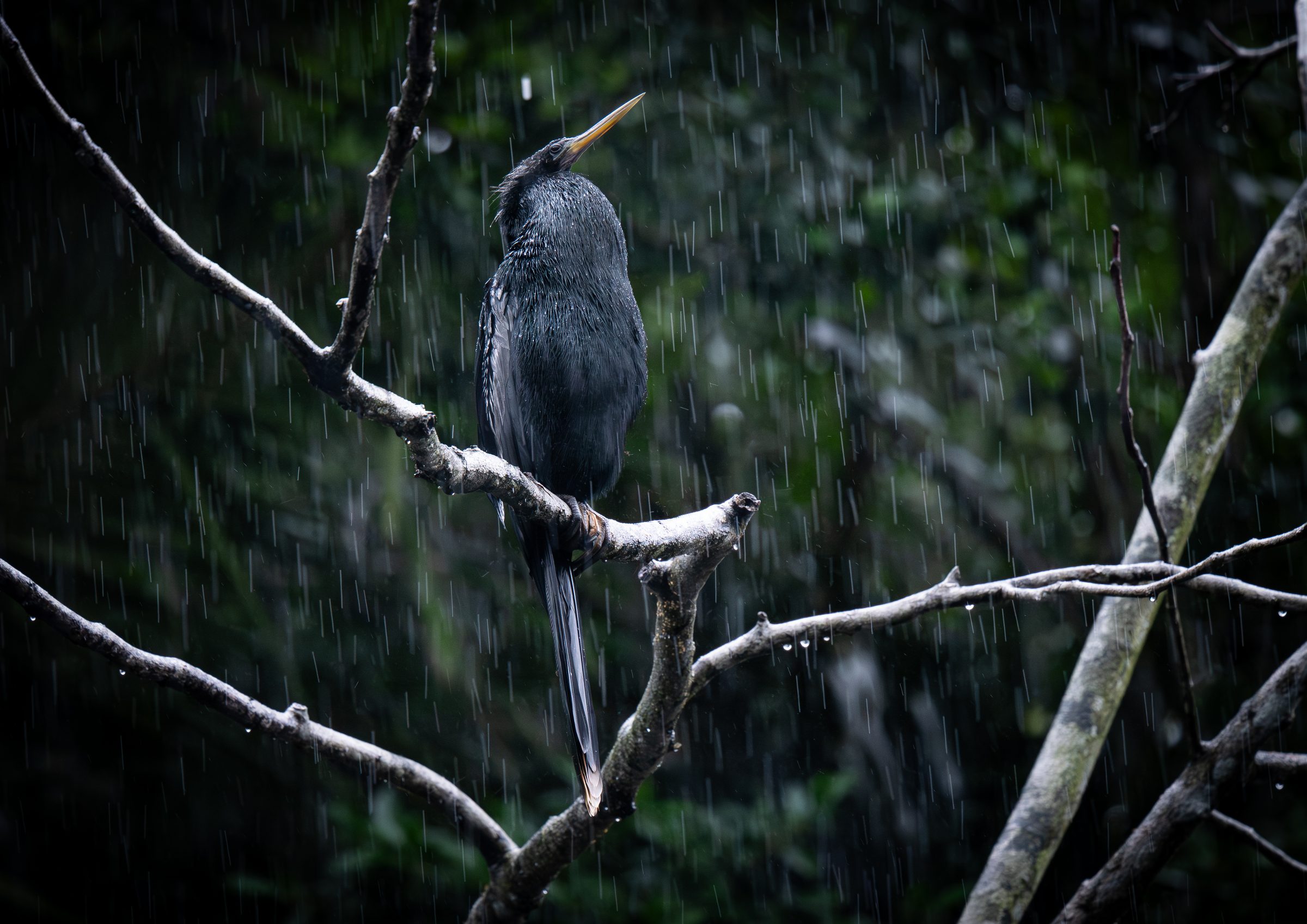 Anhinga perched in falling rain against dark foliage