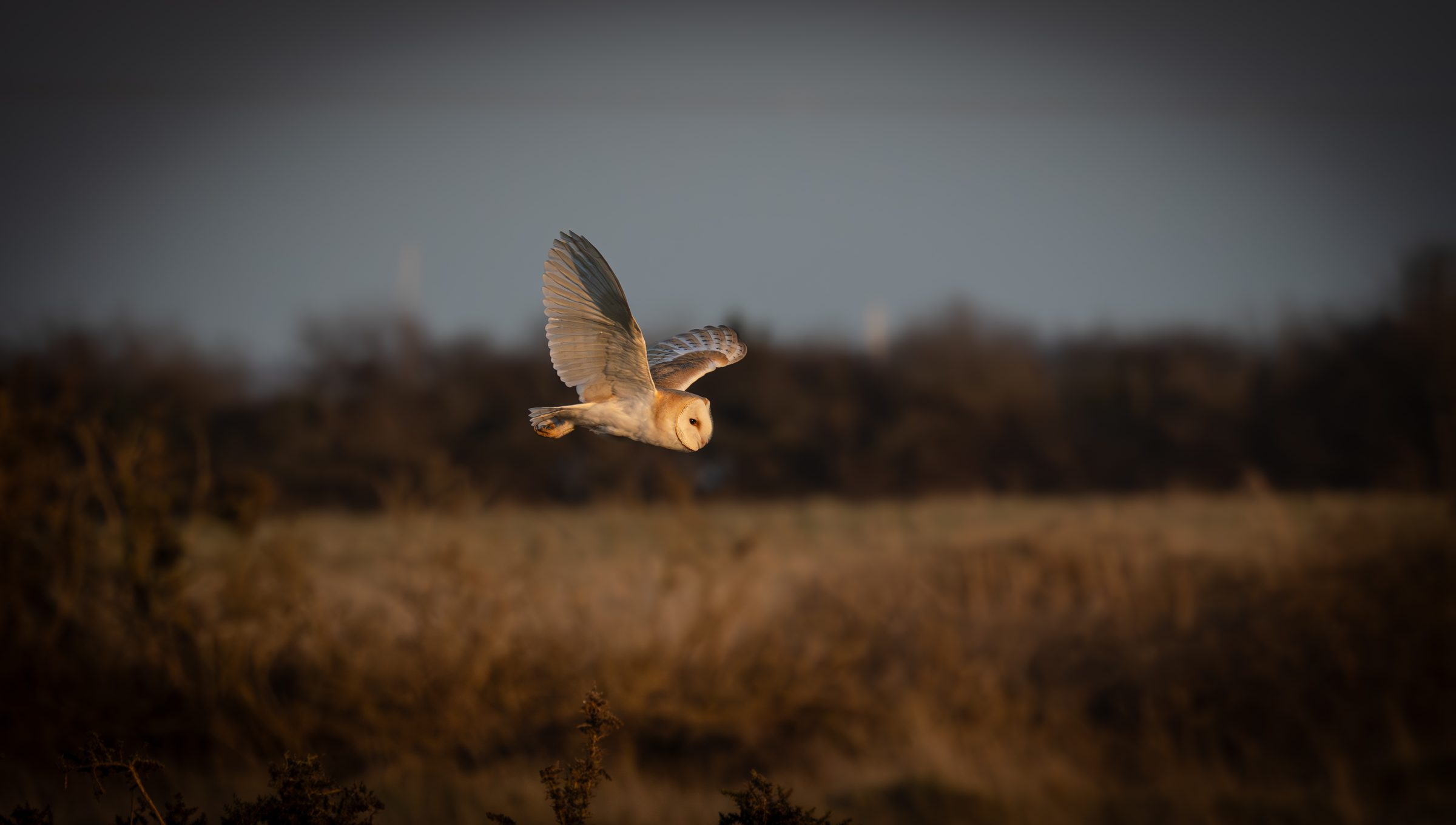 Barn owl in flight over a dusk meadow, photographed in natural light