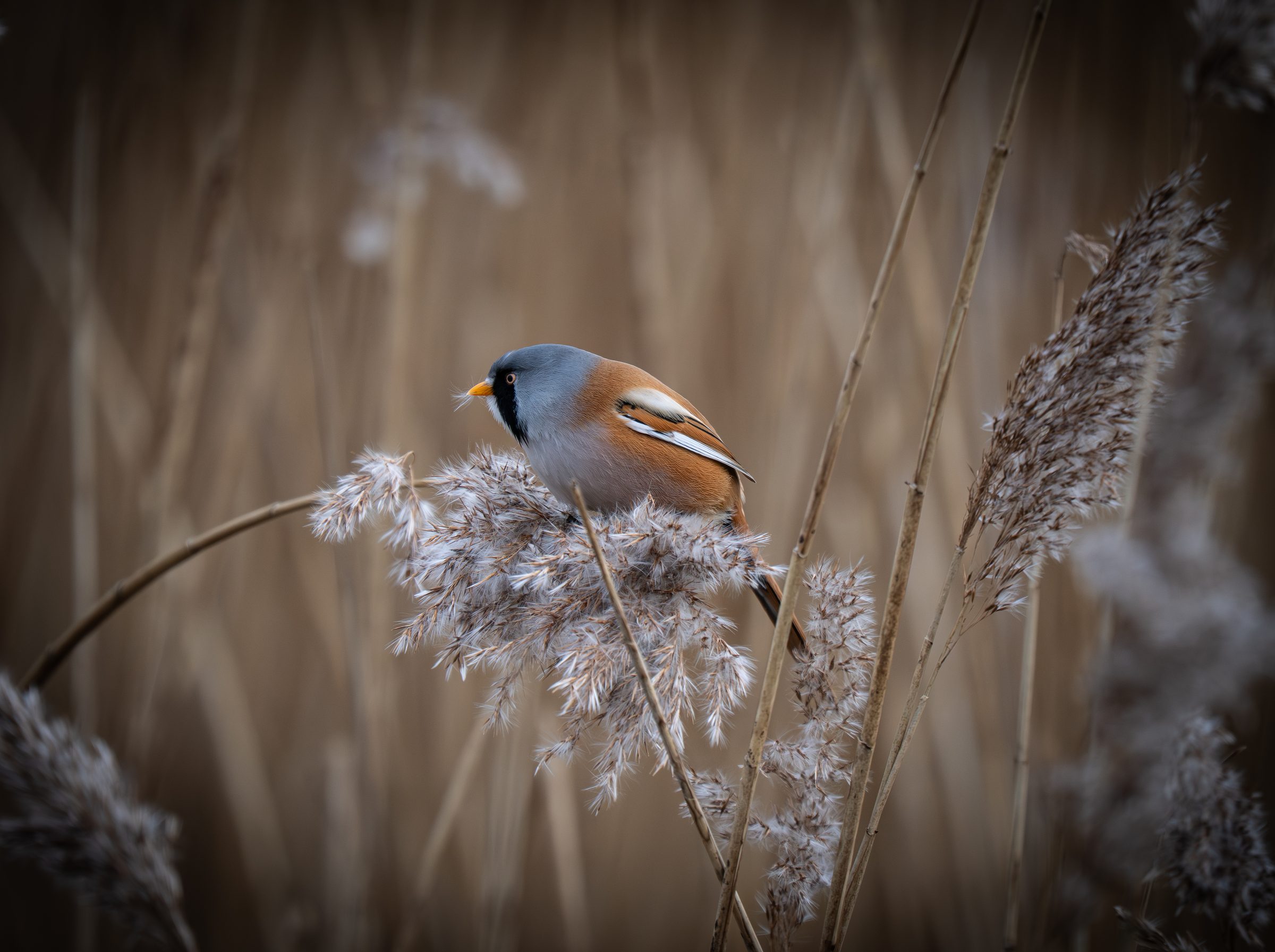 Bearded tit perched on reed seed heads in warm winter light