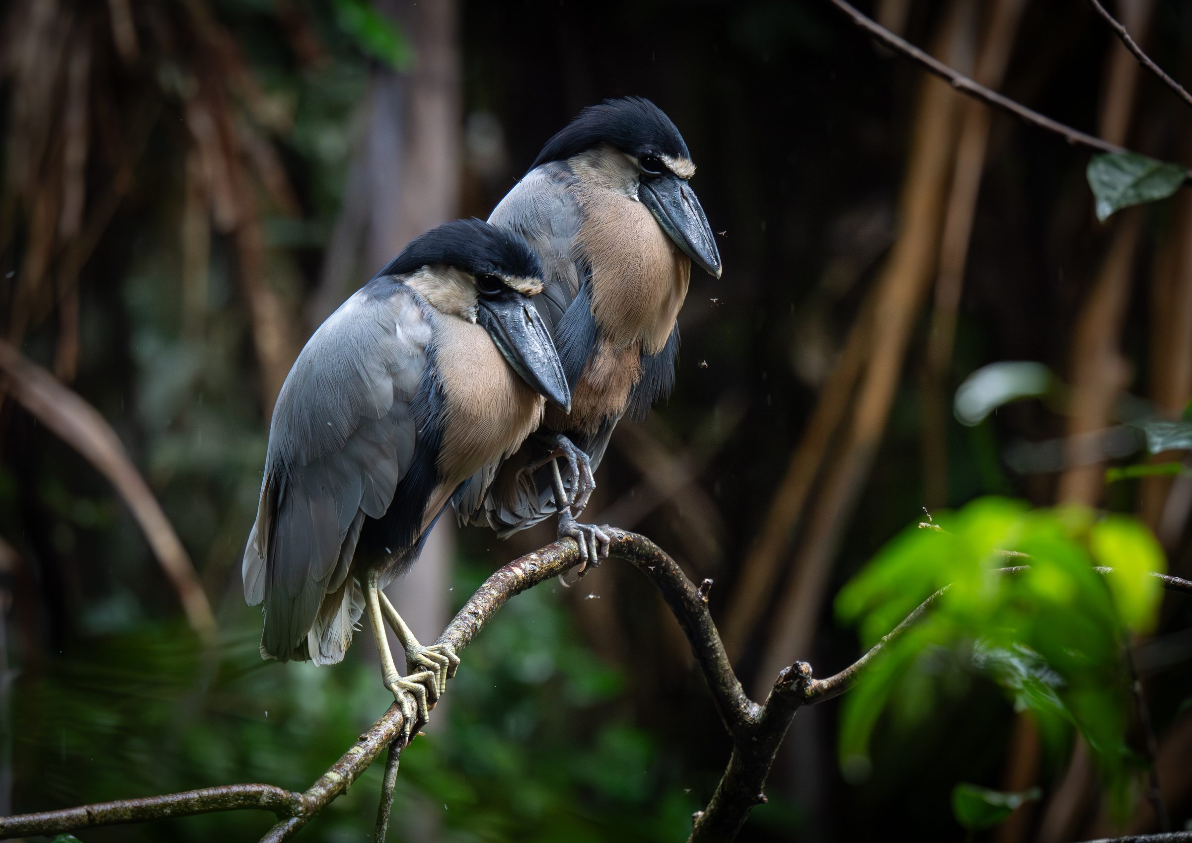 A pair of boat-billed herons resting on a branch in forest shade
