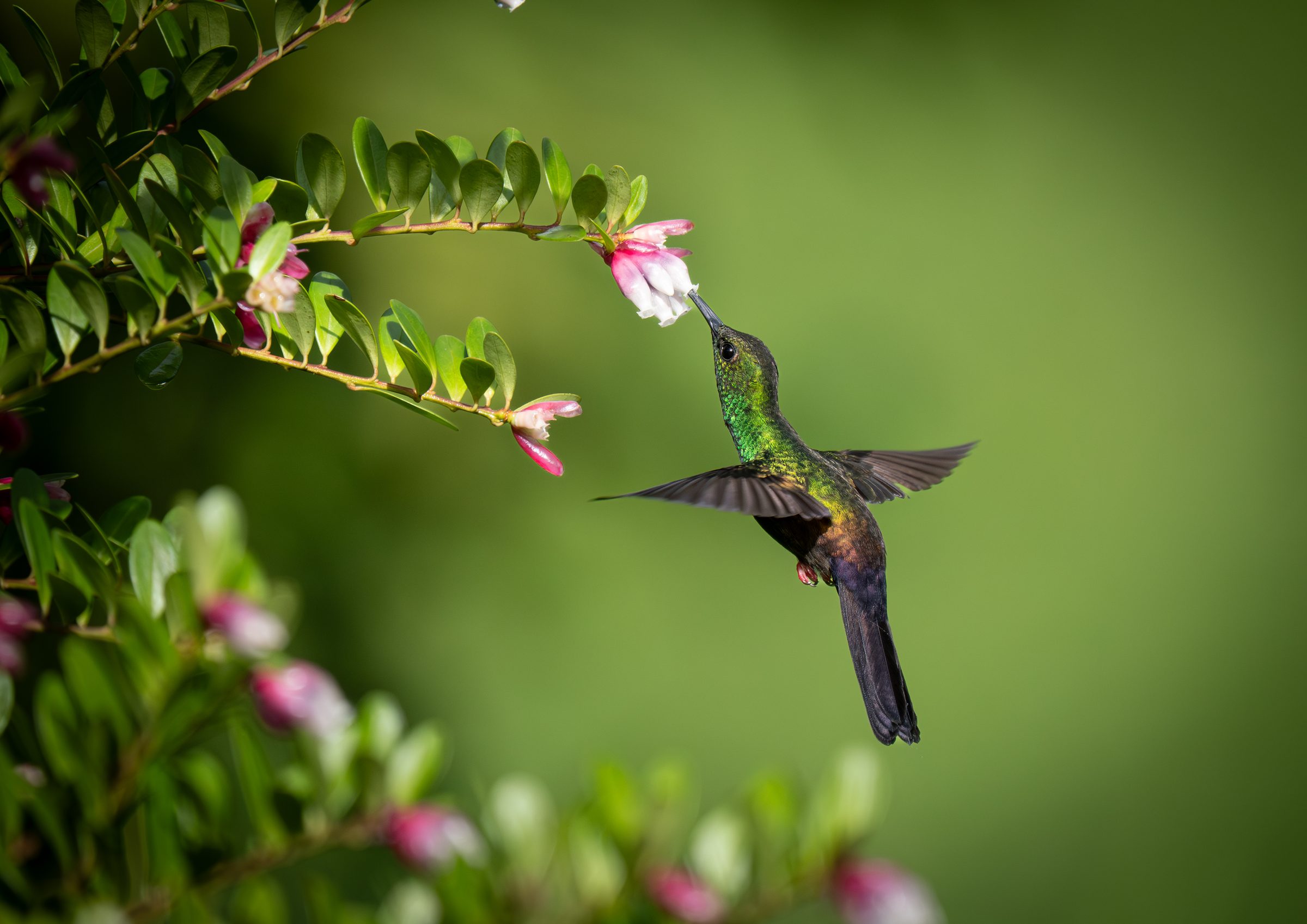 Red-footed plumeleteer hummingbird hovering beside pink blossom