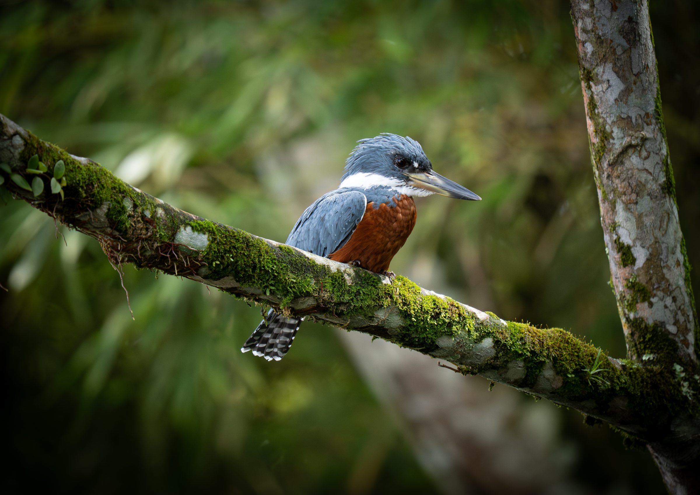 Ringed kingfisher perched on a moss-covered branch